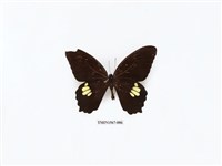 藏品(無尾白紋鳳蝶)的圖片